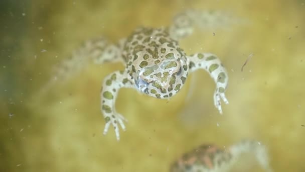 Пятнистая Лягушка Лежит Поверхности Воды Естественной Среде Обитания Высококачественные Кадры — стоковое видео
