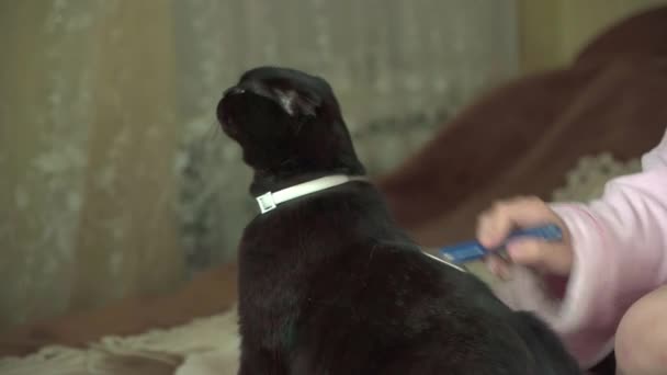 Gato Doméstico Disfruta Peinando Piel Con Furminator Vídeo — Vídeos de Stock