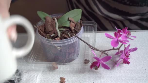 Házi Kertészkedéssel Foglalkozik Otthon Takarékoskodik Orchideavirággal Videó — Stock videók