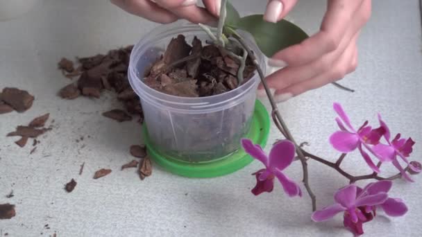 Dłonie Kobiet Zajmują Się Ogrodnictwem Sadzenie Kwiat Orchidei Garnku Ogrodowym — Wideo stockowe