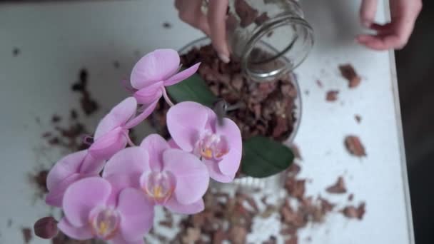 Orchideeënbloem Planten Bovenaanzicht Ondiepe Velddiepte Video — Stockvideo