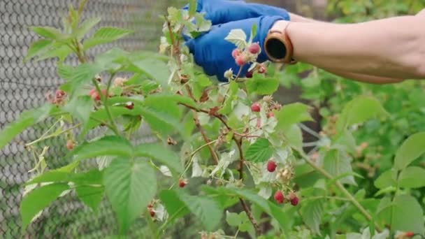 Skördar Hallon Kvinnors Händer Blå Handskar Säsongsarbete Trädgården — Stockvideo