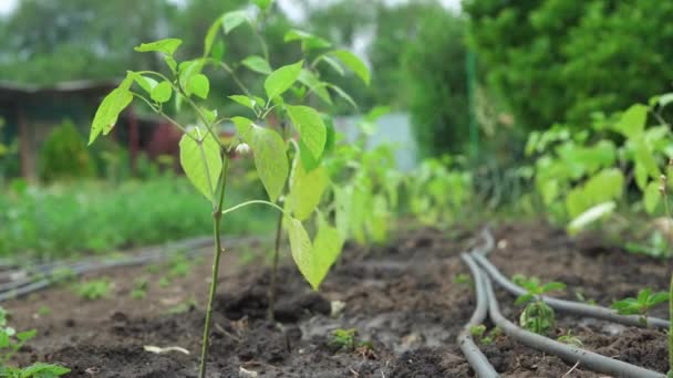 一排青菜胡椒灌木 辣椒幼苗生长在一片开阔的土地上 生长在一片生态农场上 深浅的田野里 种植有机蔬菜 — 图库视频影像