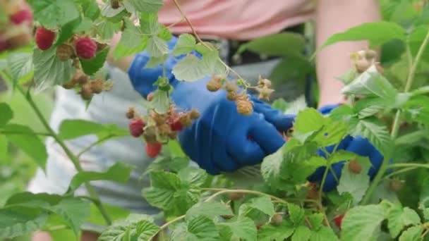 Großaufnahme Von Frauenhänden Blauen Handschuhen Die Himbeeren Garten Pflücken Geringe — Stockvideo