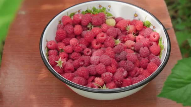 Harvesting Raspberries Garden Area Red Juicy Berries Slowly Fall Bowl — Stock Video