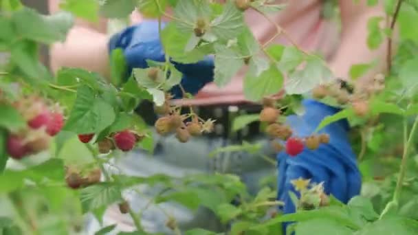 Oigenkännlig Kvinna Skördar Hallon Trädgården Tomt Fokus Händer — Stockvideo