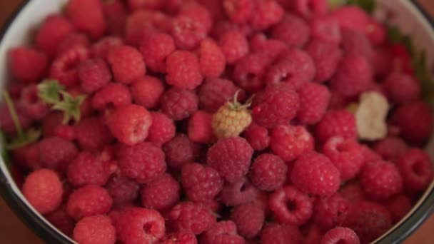 Harvest Red Raspberries Bowl Easy Camera Movement — Video