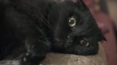 Evcil siyah kedi yatakta uzanıyor ve esniyor. Kedilerin yüzüne yakın çekim.