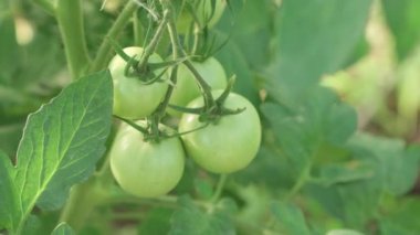 Dalda büyüyen yeşil domatesler. Olgunlaşan sebzeler, tarım. Kamera yavaşça domates kümesinin üzerinden geçiyor..