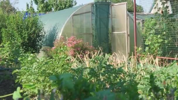 Mała Szklarnia Kwiecistym Ogrodzie Hodowla Warzyw Ogródku Szklarni Powolny Ruch — Wideo stockowe