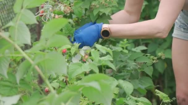 Woman Works Garden Plot She Harvests Raspberries Seasonal Work Garden — Stock Video