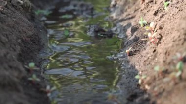 Close-up of water that flows through small irrigation canal for watering plants. Shallow depth of field.