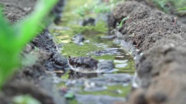 Close-up of water that flows through small irrigation canal for watering plants. Shallow depth of field.