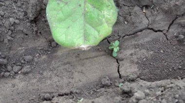 Kurak mevsimde kurak topraklardan küçük bir su akıntısı akar. Kurak mevsimde toprağı sulamak.