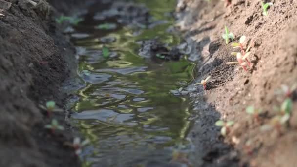 Zbliżenie Wody Przepływającej Przez Mały Kanał Nawadniający Podlewania Roślin Płytka — Wideo stockowe