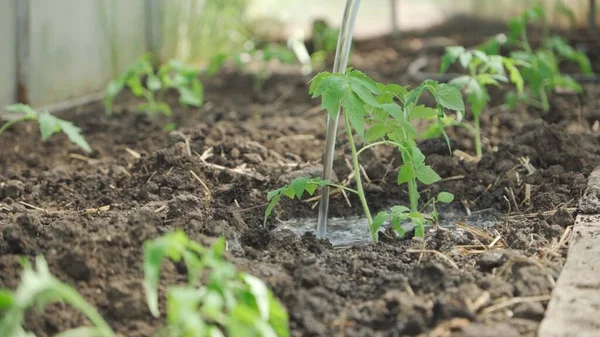 Watering Tomato Seedlings Growing Greenhouse Growing Tomatoes — 图库照片
