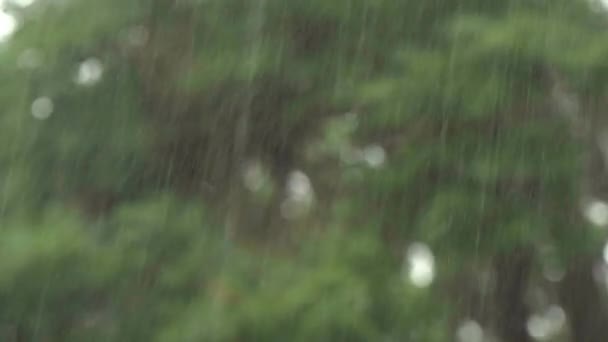 Zware Regenval Tegen Achtergrond Van Groene Vegetatie Ondiepe Scherptediepte — Stockvideo