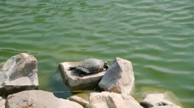 Kaplumbağa kayaların üzerinde uzanır ve gölün kıyısında güneşlenir. Hayvanlar doğal ortamlarında.