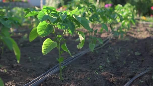 Green Pepper Bushes Growing Garden Sunny Day Well Groomed Cultivated — Stock videók