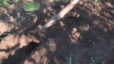 Çapayla arazi ekimi. Büyüyen bitkiler, su ve sulama için küçük kanal oluşturun.
