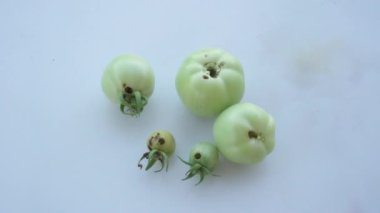 Green tomatoes spoiled by worms. Diseases of tomatoes in their cultivation. Tomatoes of different sizes lie on white table.