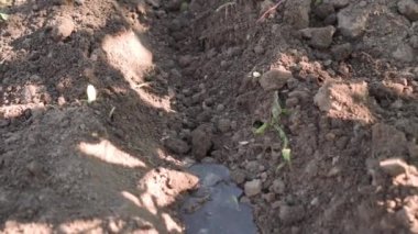 Su akıntısı, bitkileri sulamak için küçük kanallardan akar. Kamera akışı takip eder, alanın sığ derinliğinde hafif bir sarsıntı.