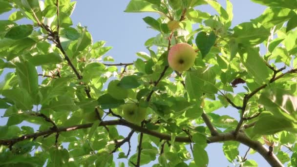 Apples Growing Tree Flowering Garden Blue Sky Camera View Slight — 图库视频影像