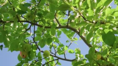 Elma bahçesi. Güneşli bir günde mavi gökyüzüne karşı ağaçta büyüyen elmalar.