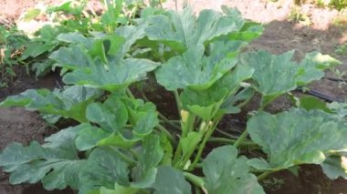 Zucchini with large green leaves grows in garden. Organic gardening.