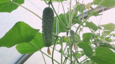 Serada farklı boyutlarda salatalıklar yetişiyor. Kameranın hafif hareketi.