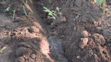 Bahçedeki bitkileri sulamak için sulama kanalından akan küçük bir su akıntısı. Oda suyu takip eder.