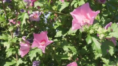 Güneşli bir günde pembe amber çiçeği. Kamera bir daldan diğerine takip eder.