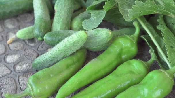 Harvested Vegetables Garden Area Peppers Cucumbers Greens Organic Gardening — Vídeos de Stock