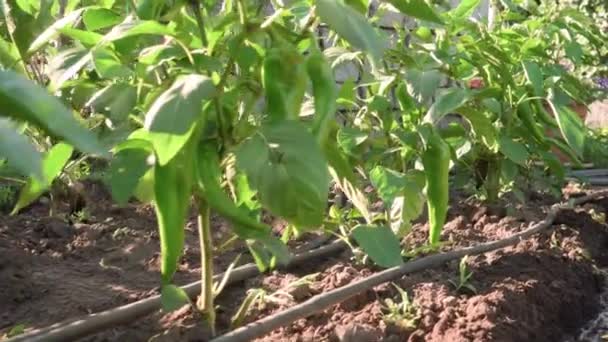Green Bushes Sweet Peppers Grow Garden Sunny Day Camera Moves — Stock videók