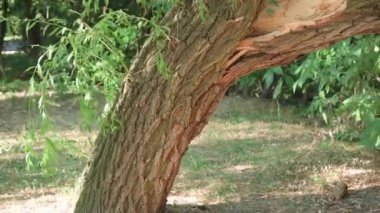 Broken tree after strong storm in park