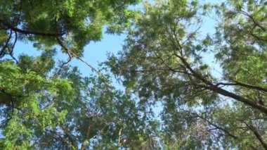 View from below on tops of trees against blue sky. Slow camera movement