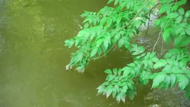 Green Leaves Tree Backdrop Flowing River Forest — Stock video