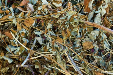 Texture from dried branches and leaves