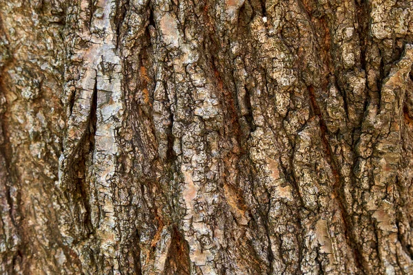 Texture Bark Tree Close — Stock fotografie
