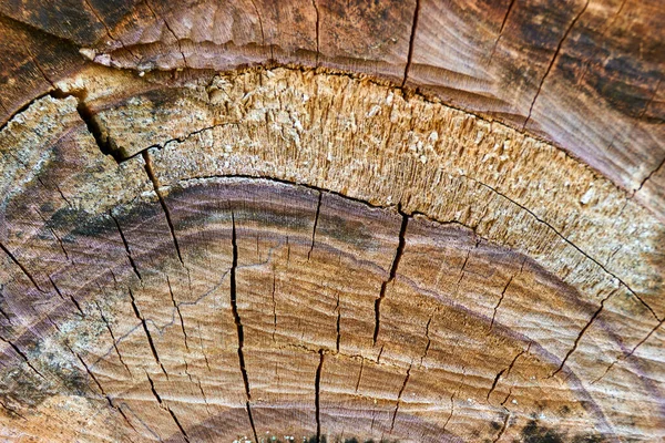 Background Texture Sawn Wood Close — Stockfoto