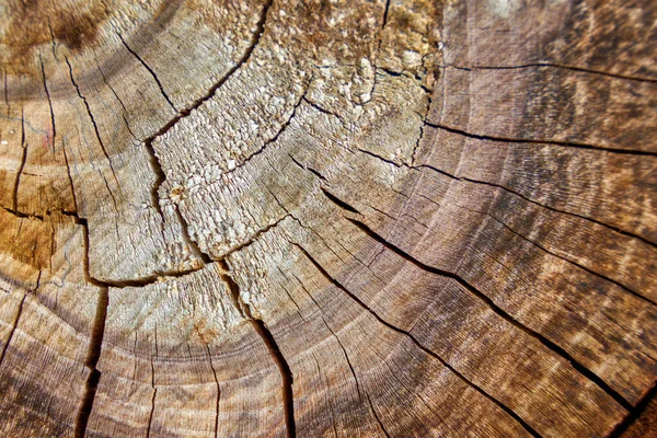 Close Texture Sawn Wood — Foto de Stock