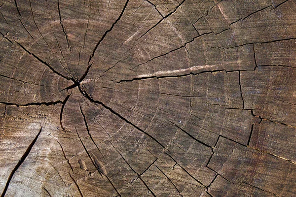 Cracks Sawing Tree Stump — Foto de Stock