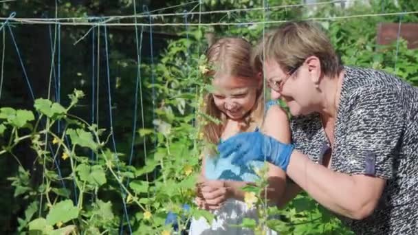 Grandmother Teaches Her Granddaughter Grow Plants Garden Communicate Closely Smile — Vídeo de Stock