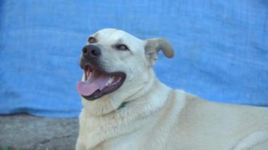 White dog with open mouth during extreme heat