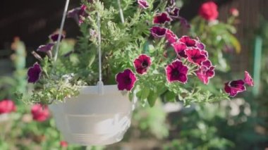 Petunia flowers in white garden pot are hung to decorate backyard of house.