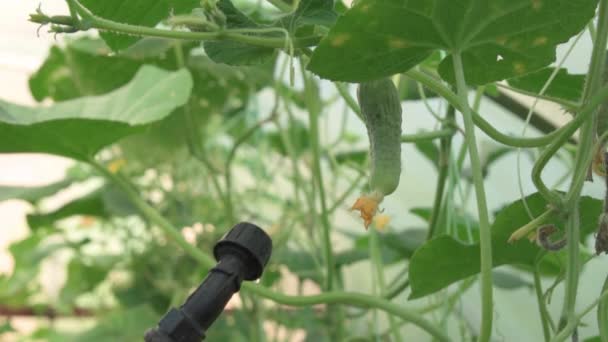 Spraying Fertilizers Cucumbers Grow Greenhouse Organic Gardening — Stok video