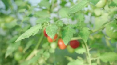 Green leaves of tomato bush that grows in greenhouse. Very shallow depth of field and camera focus changing as you move