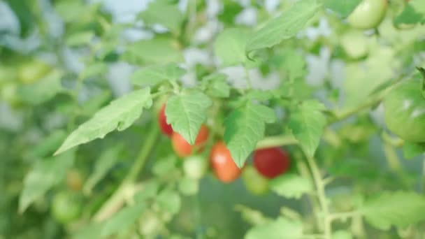 Green Leaves Tomato Bush Grows Greenhouse Very Shallow Depth Field — kuvapankkivideo