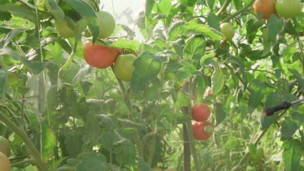 Treatment Medicinal Composition Leaves Tomato Bushes Grow Greenhouse Organic Fertilizers — Video