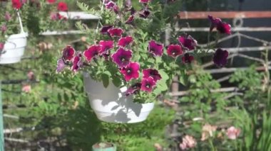 Petunia flowers in white garden pot are hung to decorate backyard of house.